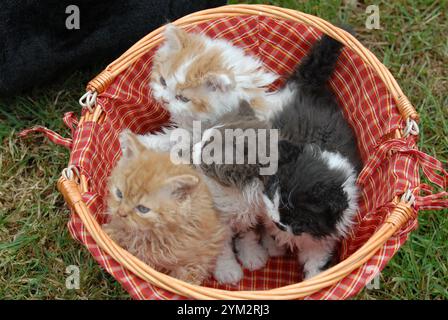 Diese Kätzchen scheinen zur Selkirk Rex Rasse zu gehören, bekannt für ihre lockigen, weichen Mäntel und runden Gesichter. Stockfoto