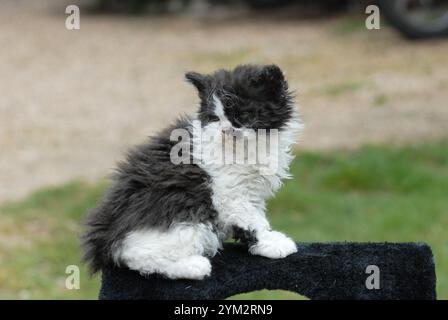 Diese Kätzchen scheinen zur Selkirk Rex Rasse zu gehören, bekannt für ihre lockigen, weichen Mäntel und runden Gesichter. Stockfoto