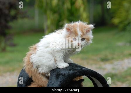 Diese Kätzchen scheinen zur Selkirk Rex Rasse zu gehören, bekannt für ihre lockigen, weichen Mäntel und runden Gesichter. Stockfoto