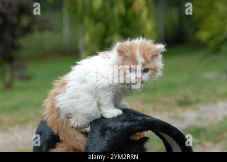 Diese Kätzchen scheinen zur Selkirk Rex Rasse zu gehören, bekannt für ihre lockigen, weichen Mäntel und runden Gesichter. Stockfoto