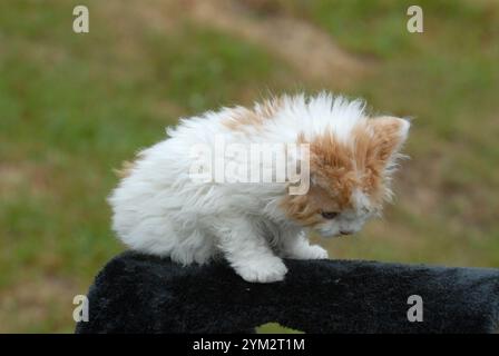 Diese Kätzchen scheinen zur Selkirk Rex Rasse zu gehören, bekannt für ihre lockigen, weichen Mäntel und runden Gesichter. Stockfoto