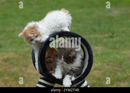 Diese Kätzchen scheinen zur Selkirk Rex Rasse zu gehören, bekannt für ihre lockigen, weichen Mäntel und runden Gesichter. Stockfoto