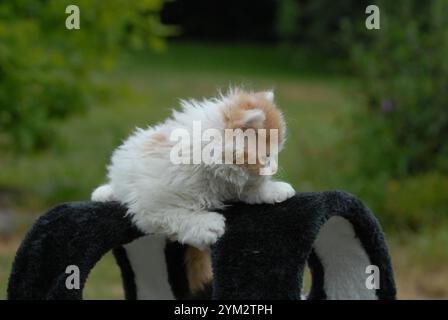 Diese Kätzchen scheinen zur Selkirk Rex Rasse zu gehören, bekannt für ihre lockigen, weichen Mäntel und runden Gesichter. Stockfoto