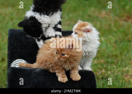 Diese Kätzchen scheinen zur Selkirk Rex Rasse zu gehören, bekannt für ihre lockigen, weichen Mäntel und runden Gesichter. Stockfoto