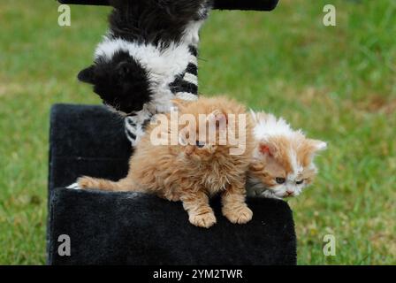 Diese Kätzchen scheinen zur Selkirk Rex Rasse zu gehören, bekannt für ihre lockigen, weichen Mäntel und runden Gesichter. Stockfoto