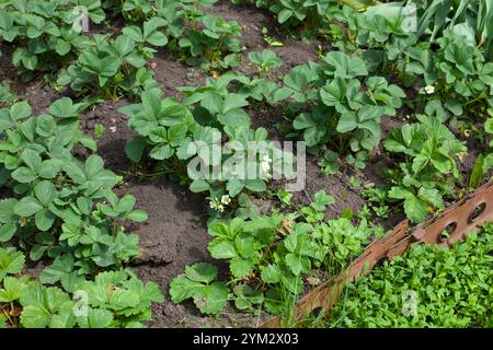 Erdbeersträucher wachsen im Garten Stockfoto