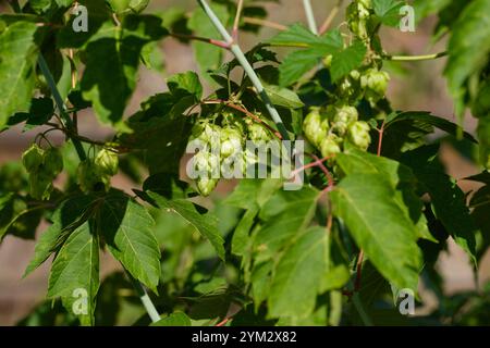 Hopfenkegel in der Natur (Humulus lupulus) Stockfoto