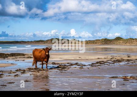 Rinder am Crossapol Beach auf Isle of Coll, Innere Hebriden, Schottland, Großbritannien Stockfoto