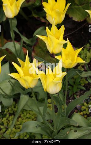 Gelbe Lilie Blühende Tulpe, Tulipa, Liliaceae. Tulpen sind frühlingsblühende, mehrjährige, krautige Bulbiferengeophyten der Gattung Tulipa. Stockfoto