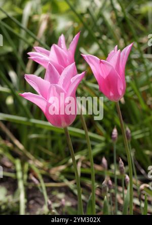 Pink Lily Blühende Tulpe, Tulipa „China Pink“, Liliaceae. Tulpen sind frühlingsblühende, mehrjährige, krautige Bulbiferengeophyten der Gattung Tulipa. Stockfoto