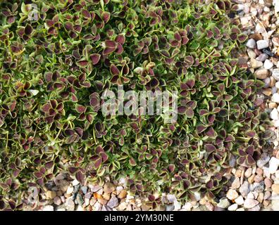 Klee, Trifolium repens, 'purpurascens Quadifolium', Fabaceae. Europa. Trifolium repens, der weiße Klee, ist eine krautige Staudenpflanze. Stockfoto
