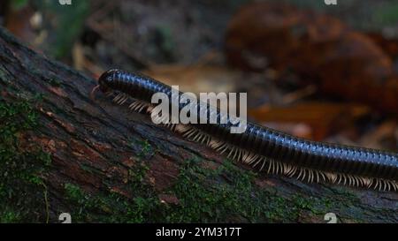 Tausendfüßler krabbeln auf Moos bewachsener Rinde im dunklen Wald Stockfoto
