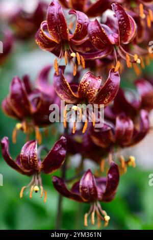 lilium Martagon claude Shride, tiefrote Blumen, Blume, Blumen, ausdauernd, Waldgarten, schattiger Garten, schattiger Garten, schattiger Garten, Schatten, schattig, turks Cap Lily, RM FL Stockfoto