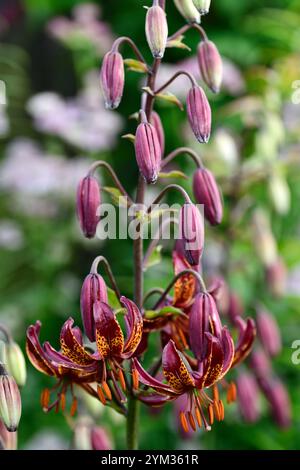 lilium Martagon claude Shride, tiefrote Blumen, Blume, Blumen, ausdauernd, Waldgarten, schattiger Garten, schattiger Garten, schattiger Garten, Schatten, schattig, turks Cap Lily, RM FL Stockfoto