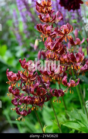 lilium Martagon claude Shride, tiefrote Blumen, Blume, Blumen, ausdauernd, Waldgarten, schattiger Garten, schattiger Garten, schattiger Garten, Schatten, schattig, turks Cap Lily, RM FL Stockfoto