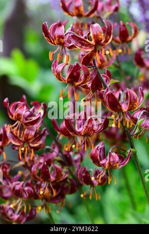 lilium Martagon claude Shride, tiefrote Blumen, Blume, Blumen, ausdauernd, Waldgarten, schattiger Garten, schattiger Garten, schattiger Garten, Schatten, schattig, turks Cap Lily, RM FL Stockfoto