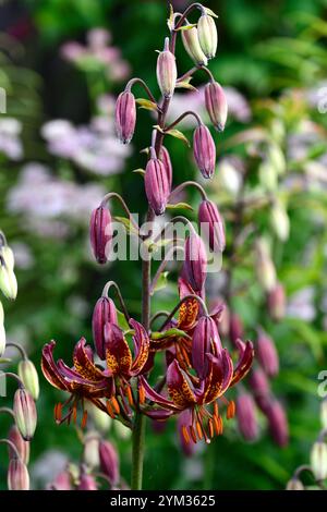 lilium Martagon claude Shride, tiefrote Blumen, Blume, Blumen, ausdauernd, Waldgarten, schattiger Garten, schattiger Garten, schattiger Garten, Schatten, schattig, turks Cap Lily, RM FL Stockfoto