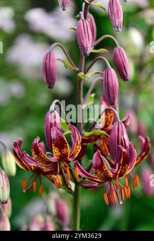 lilium Martagon claude Shride, tiefrote Blumen, Blume, Blumen, ausdauernd, Waldgarten, schattiger Garten, schattiger Garten, schattiger Garten, Schatten, schattig, turks Cap Lily, RM FL Stockfoto