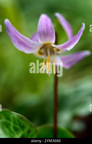 Erythronium revolutum pink Schönheit, rosafarbene Fliesenblumen, Blume, blühender Hund Zahnviolett, Frühling, Blumen, Blume, Blüte, Wald, Garten, Schatten, schattig, s Stockfoto