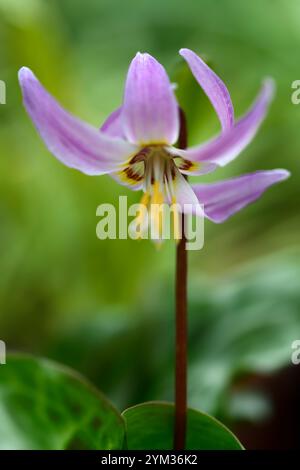 Erythronium revolutum pink Schönheit, rosafarbene Fliesenblumen, Blume, blühender Hund Zahnviolett, Frühling, Blumen, Blume, Blüte, Wald, Garten, Schatten, schattig, s Stockfoto