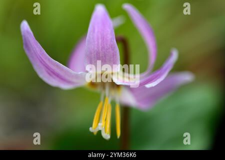 Erythronium revolutum pink Schönheit, rosafarbene Fliesenblumen, Blume, blühender Hund Zahnviolett, Frühling, Blumen, Blume, Blüte, Wald, Garten, Schatten, schattig, s Stockfoto