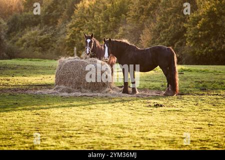 Zwei braune Pferde fressen sich. Ein Heuballen auf einem Feld im Sommerabendlicht. Stockfoto