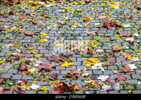 Blätter fallen auf die Kopfsteinpflasterstraße. Gelblich getrocknete Blätter. Idee für den Herbst im Hintergrund. Im Freien. Horizontales Foto. Keine Menschen, niemand. Stockfoto