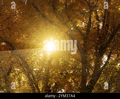 Sonnenstrahlen durch den Ginkgo Biloba Baum im Herbst. Los Altos, Santa Clara County, Kalifornien, USA. Stockfoto