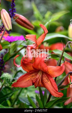 Lilium Pinka, asiatische Lilie, asiatische Lilie, Hybridlilie, Hybridlilie, asiatische Hybridlilie, rosa orange Blüten, RM Floral Stockfoto