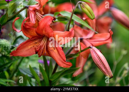 Lilium Pinka, asiatische Lilie, asiatische Lilie, Hybridlilie, Hybridlilie, asiatische Hybridlilie, rosa orange Blüten, RM Floral Stockfoto