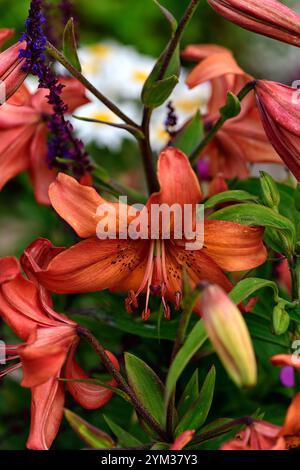 Lilium Pinka, asiatische Lilie, asiatische Lilie, Hybridlilie, Hybridlilie, asiatische Hybridlilie, rosa orange Blüten, RM Floral Stockfoto