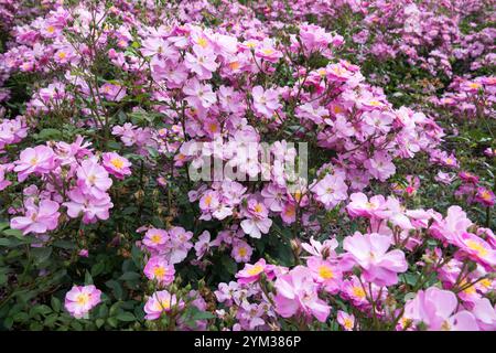 Rosa „Lavender Dream“-Bodenabdeckung in Rosa Stockfoto