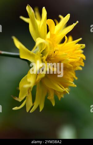 Narzisse Rip Van Winkle, gelbe Blumen, Blüte, Frühling, Narzissen, Narzissi, Garten, Kombination, RM-Blumenmuster Stockfoto