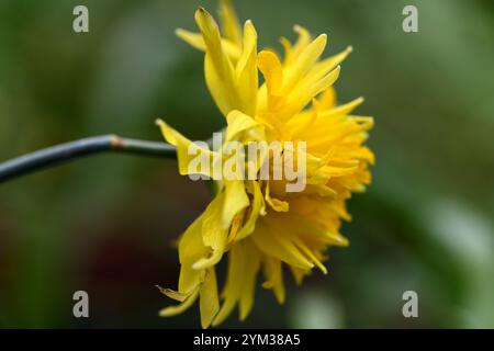 Narzisse Rip Van Winkle, gelbe Blumen, Blüte, Frühling, Narzissen, Narzissi, Garten, Kombination, RM-Blumenmuster Stockfoto