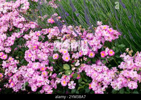 Rosa „Lavender Dream“-Bodenabdeckung in Rosa Stockfoto