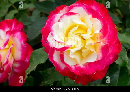 Rose „Double Delight“ Spürbar Intensiv Duftend Stockfoto