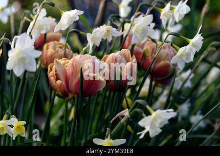 Tulipa La Belle Epoque, Tulip La Belle Epoque, doppelte späte Blüten, rosa, rosa Aprikose Blumen, Tulpen, Tulpe, Blüte, Frühling, Birnen, Pfingstrose-blühende Tulpe Stockfoto
