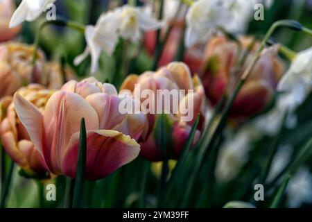 Tulipa La Belle Epoque, Tulip La Belle Epoque, doppelte späte Blüten, rosa, rosa Aprikose Blumen, Tulpen, Tulpe, Blüte, Frühling, Birnen, Pfingstrose-blühende Tulpe Stockfoto