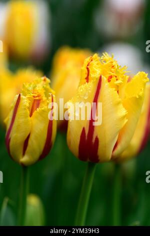 tulipa helmar, Triumph Tulpe, gelbe Blütenblätter mit hellen rubinroten Flammen und Federn, rembrandt Tulpe, gelbe und rote Tulpen, RM Floral Stockfoto