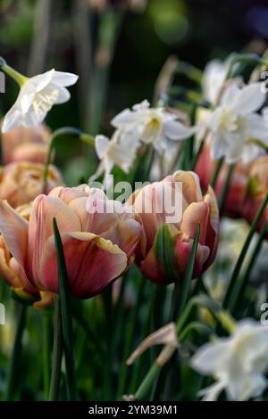 Tulipa La Belle Epoque, Tulip La Belle Epoque, doppelte späte Blüten, rosa, rosa Aprikose Blumen, Tulpen, Tulpe, Blüte, Frühling, Birnen, Pfingstrose-blühende Tulpe Stockfoto