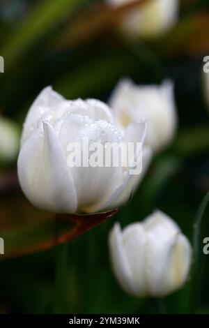 tulipa Mount tacoma, Tulpenberg tacoma, weiße Tulpen, doppelte späte Tulpen, weiße Tulpenblüten, weiße Doppellulpen, Frühlingsblumen, RM Flo Stockfoto