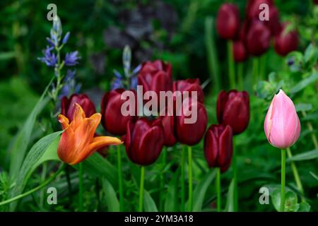 tulipa National Samt, Triumph Tulpen, dunkelrote Tulpen, dunkelrote Tulpen, dunkelrote Tulpen, Frühling im Garten, gemischte Pflanzschema, gemischte Tulpen, RM Floral Stockfoto