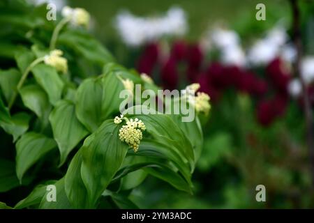 Maianthemum racemosum und Tulpen, Tulpen und Smilacina, Tulipa-Nationalsamt, Frühling im Garten, gemischte Pflanzanlage, gemischtes Bett, gemischte Borte, RM Flor Stockfoto