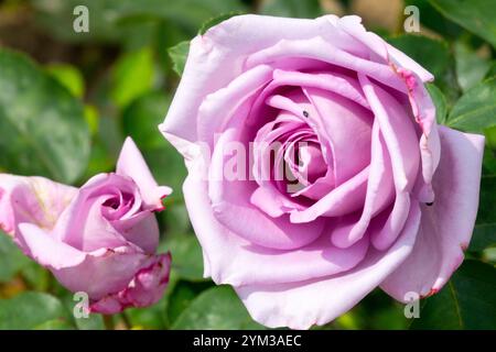 Rosa „Mainzer Fastnacht“ syn Rose „Blue Moon“ oder Rosa „Sisi Ketten“ Stockfoto