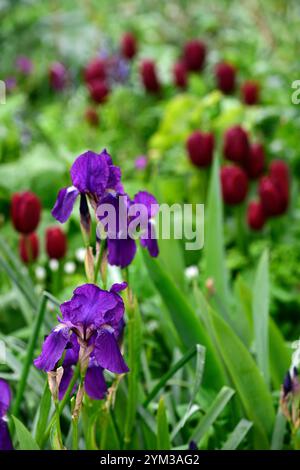Dunkelblau lila bärtige Iris, bärtige Iris, Frühling im Garten, blühende Iris, Tulipa Nationalsamt, Triumph Tulpen, dunkelrote Tulpen, dunkelrote Tulpen, dunkelrote Tulpen Stockfoto