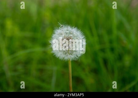 Löwenzahn-Uhr auf einem grünen Hintergrund Stockfoto