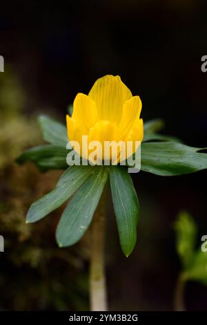 Eranthis Sachsengold, gelbe Blumen, Winterakonit, Frühlingsblume, Frühlingsblumen, Holz, Wald, Schatten, Schatten, Schatten, Schatten, Waldgarten, Frühling im Wald Stockfoto
