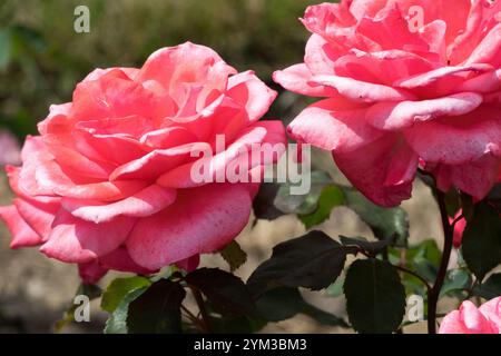 Rosa „Coral Bellis“, rosa Blumenbunda-Rose Stockfoto