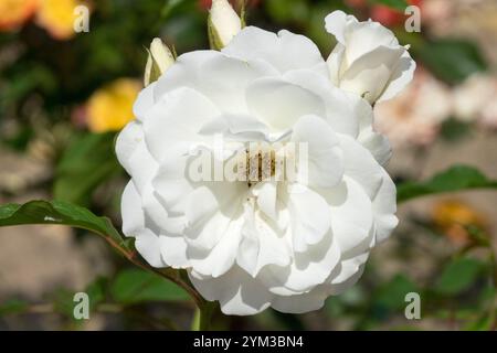 Weiße Floribunda Rosenblume Rosa „Schneewittchen“ aka Rosa „Fée de Neiges“ oder Rosa „Iceberg“ Stockfoto