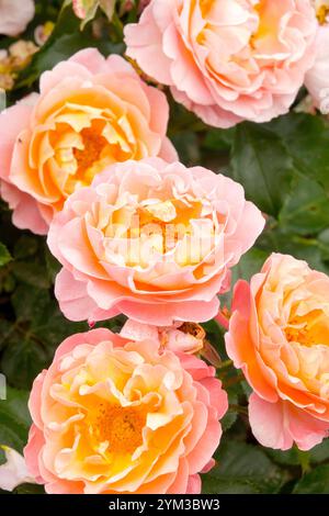 Rosa „Marie Curie“, hellrosa Blumenbunda-Rose Stockfoto